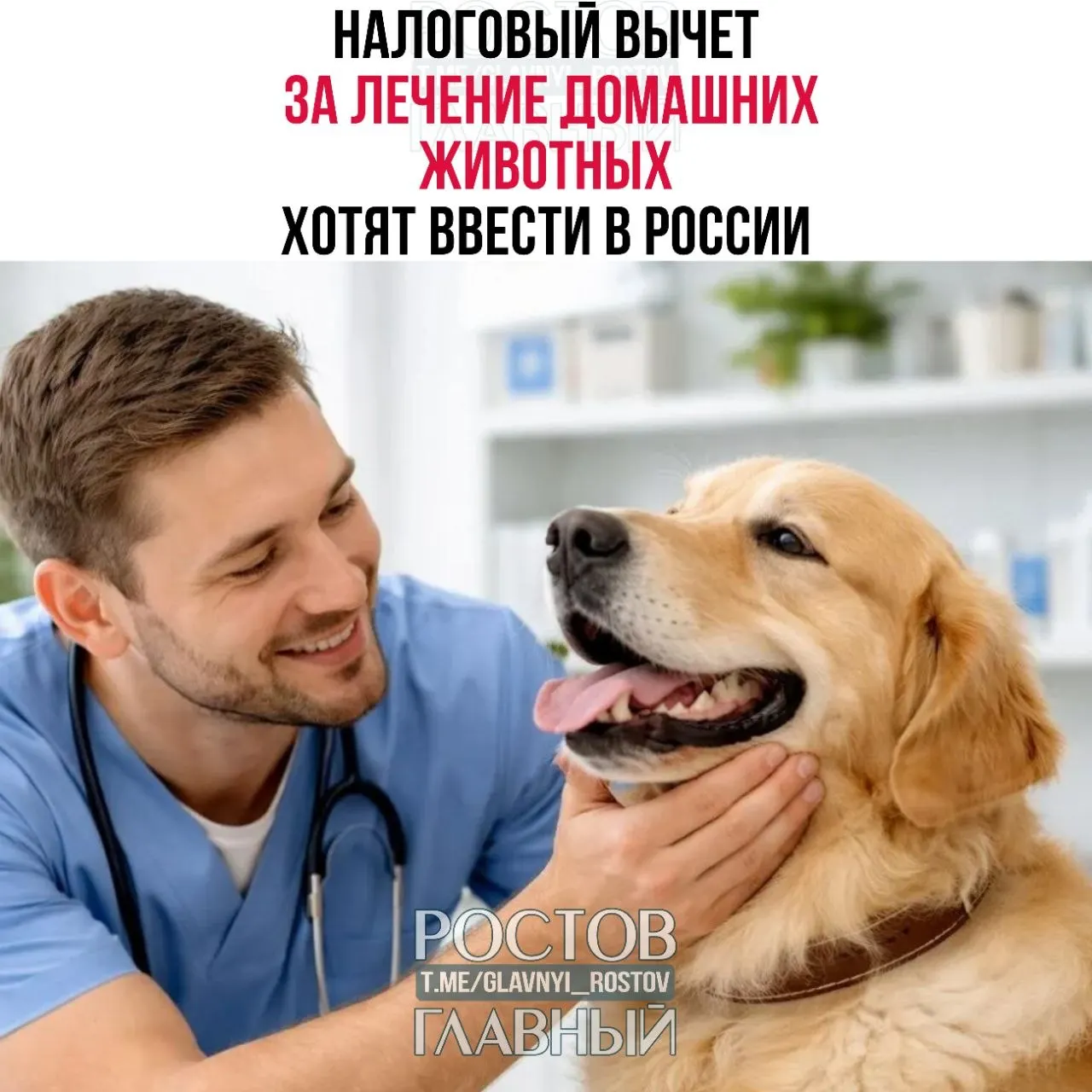 Депутаты предлагают предоставить налоговый вычет на ветеринарные расходы: выплату хотят рассчитывать по тем же правилам, что и компенсации за лечение людей.