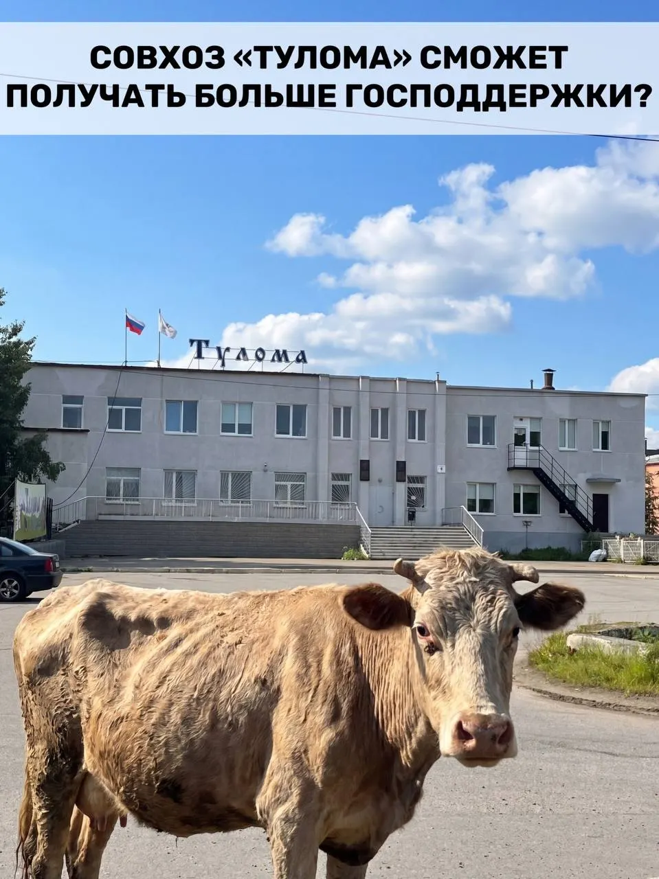 Правила субсидирования молочных хозяйств изменили: теперь федеральную поддержку могут получать и предприятия с долей государства или муниципалитета более 25%. Для Мурманской области это важно, но критическое состояние совхоза «Тулома» вызывает сомнения в своевременности помощи.