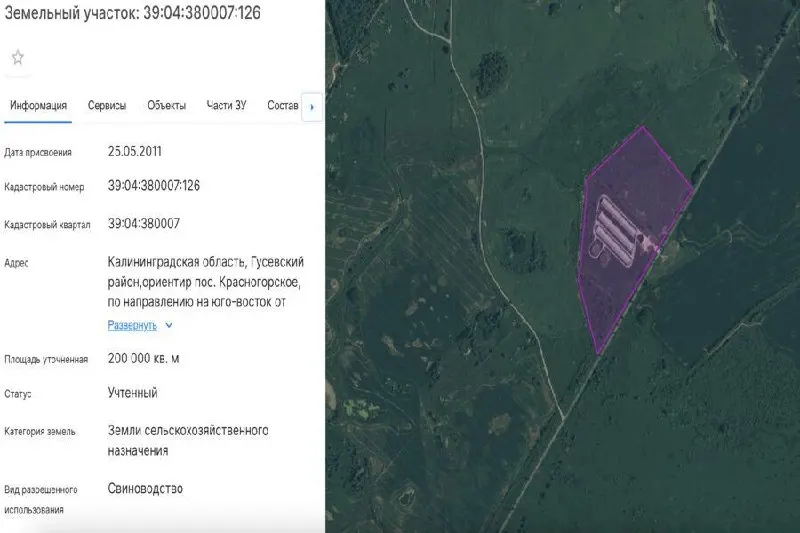 Областные власти выдали разрешение на строительство откормочника недалеко от посёлка Красногорское в Гусевском округе. Объект рассчитан на 4 000 голов, разрешение действительно до января 2027 года.