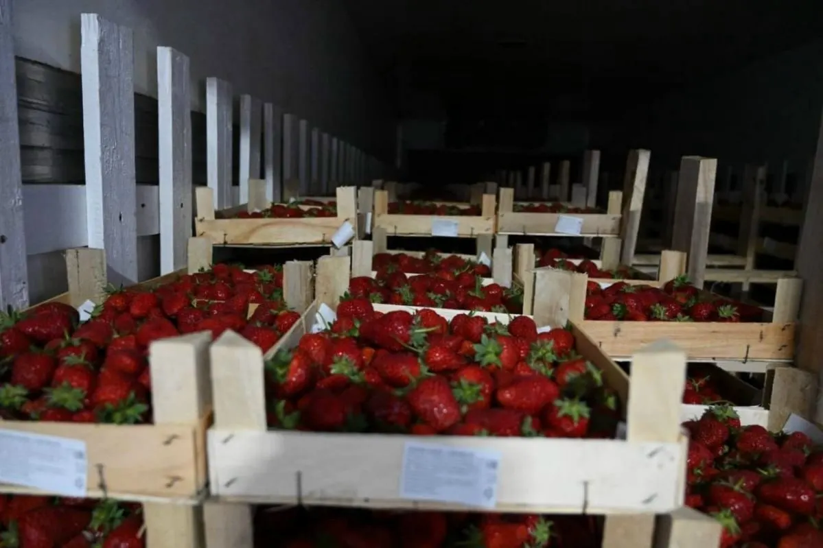 29 мая в регион поступила партия свежей клубники весом 6,2 т; с начала 2026 года ввезено 44,4 т — в 2,3 раза больше, чем за тот же период 2025 года.