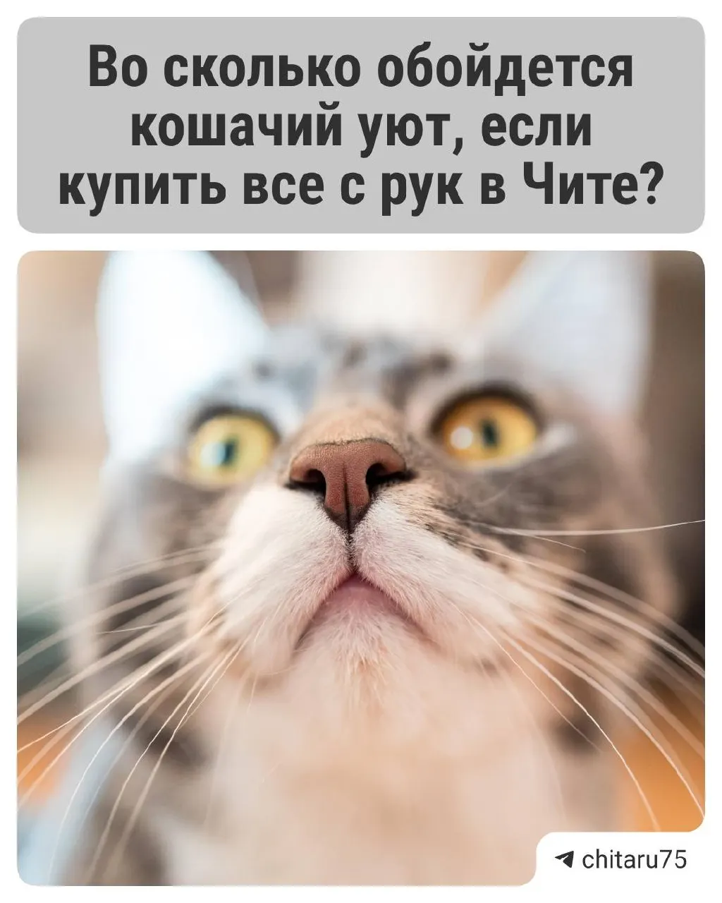 Спрос на аксессуары для кошек в регионе заметно вырос: лежанки +50%, домики и когтеточки +3,5×, миски +64%. Вторичный рынок в среднем дешевле новых товаров на 25%.