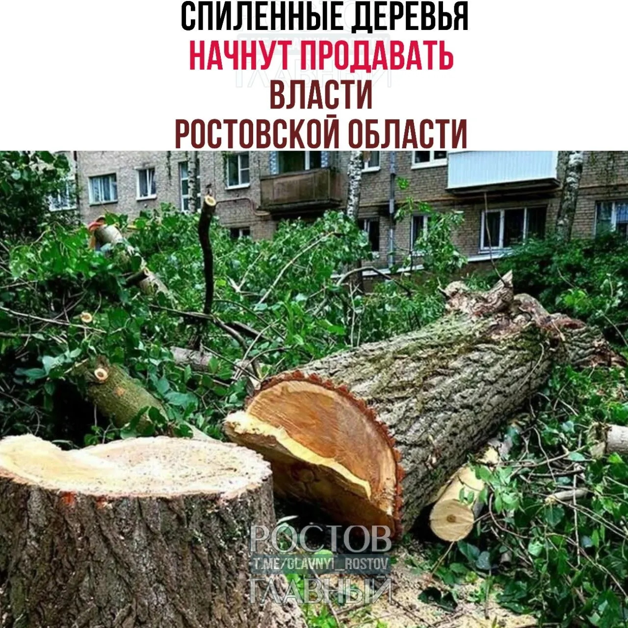 Проект постановления предлагает признать древесину, заготовленную вне границ лесного фонда, государственным имуществом и ввести порядок её учёта, оценки и реализации — с приоритетом для пользователей участков и альтернативными вариантами при неудачных торгах.