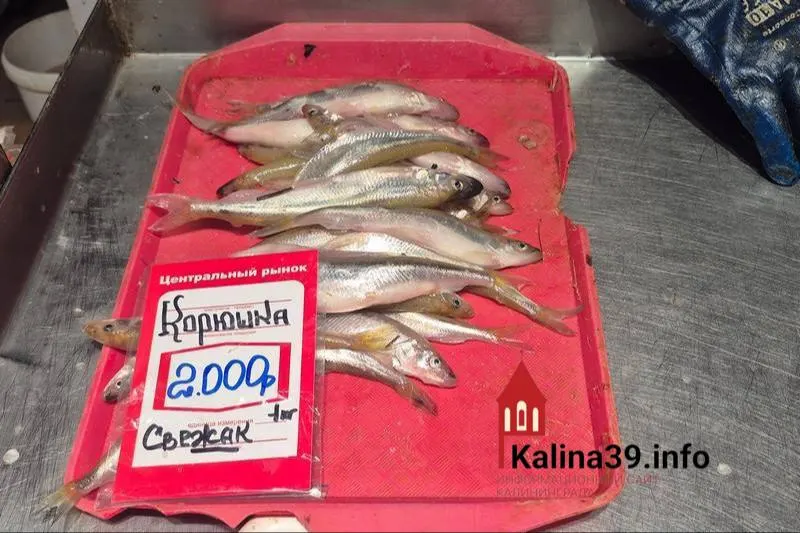 Жители региона отмечают парадокс: рыба, молочная продукция и яйца местного производства стоят на уровне столичных цен или выше, хотя уровень зарплат в области ниже.