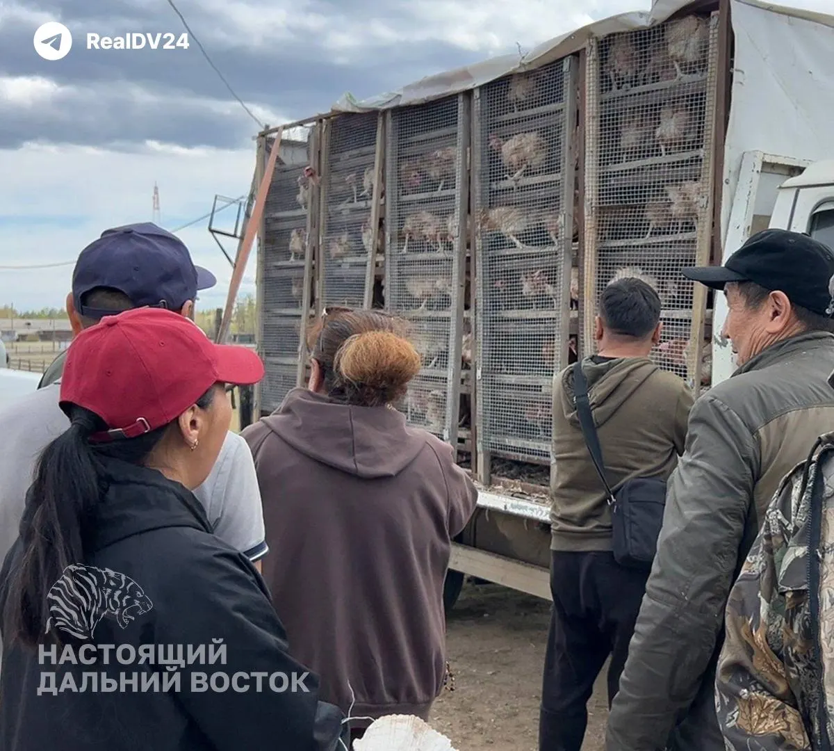 В нескольких улусах Республики Саха наблюается рост заявок на покупку кур-несушек: жители стремятся обеспечить семьи домашними яйцами из‑за роста розничных цен и логистических расходов.