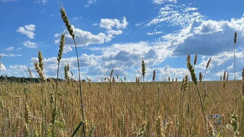В регионе собрано более 500 тыс. тонн озимых зерновых. Лидером по объёму урожая стал Пугачёвский район — 83,9 тыс. тонн; далее идут Энгельсский и Краснокутский районы.