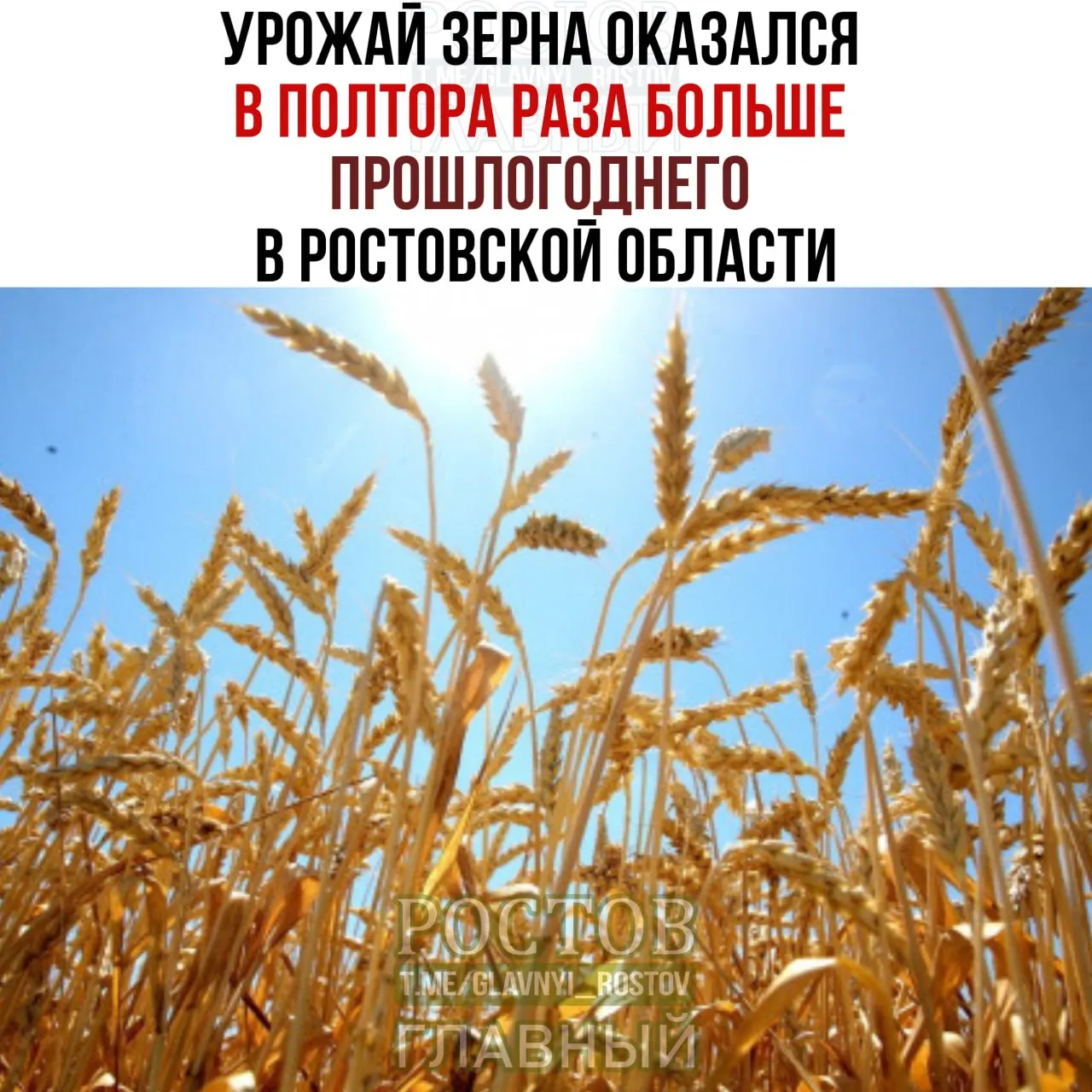 Сбор ранних зерновых и зернобобовых достиг 13,6 млн тонн, урожайность — 42,6 ц/га; пшеница — около 12,2 млн тонн.