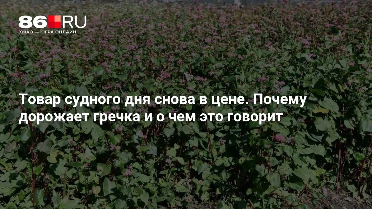 Продолжается рост цен на гречку: аналитики оценивают темпы инфляции в продовольственном сегменте и риски для семейного бюджета.