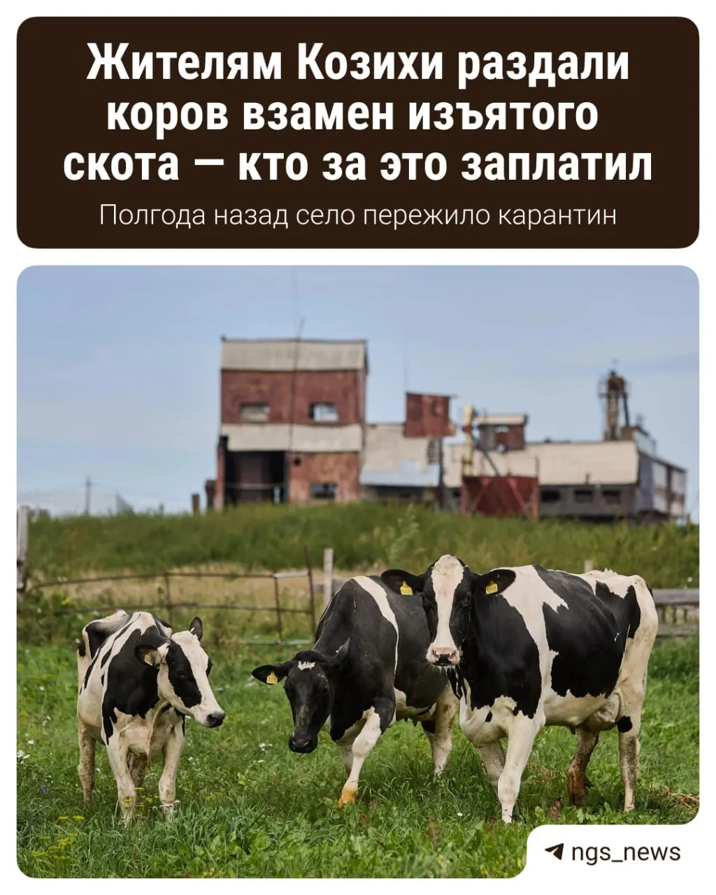 12 семей получили 28 голов скота в качестве компенсации за изъятый и уничтоженный в марте скот.