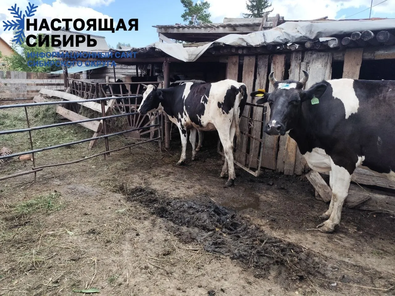 Участники коллективного иска к властям региона начинают получать крупного рогатого скота в рамках соглашения с фондом поддержки, финансирующим закупку.