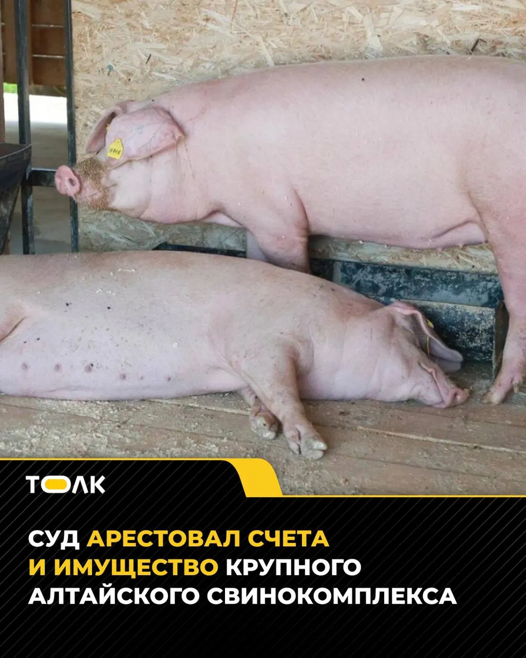 Суд принял меры обеспечения: арестованы счета, техника, здание и земельный участок в Тальменском районе. Ранее предприятие признано банкротом. Кредитор требует возмещения долга в размере 38,6 млн рублей за аренду и проценты; на площадке выявлен пастереллез и уничтожено поголовье.