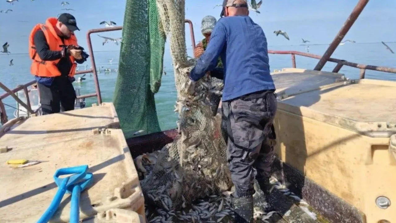 С начала года в водоёмы региона выпустили 80,4 млн мальков, что на 6 млн больше аналогичного периода прошлого года. За первый полугодие зафиксирован улов рыбы и экспорт за пределы региона.