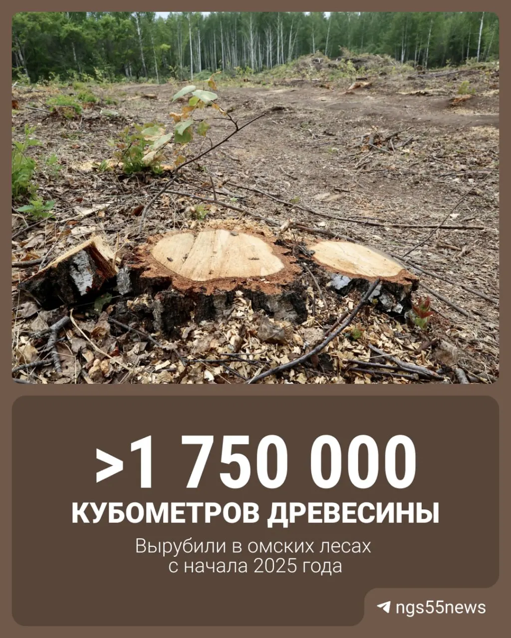 За период заготовки площадь лесной вырубки достигла 14 тысяч гектаров; больше всего — в Муромцевском, Тарском и Седельниковском районах.