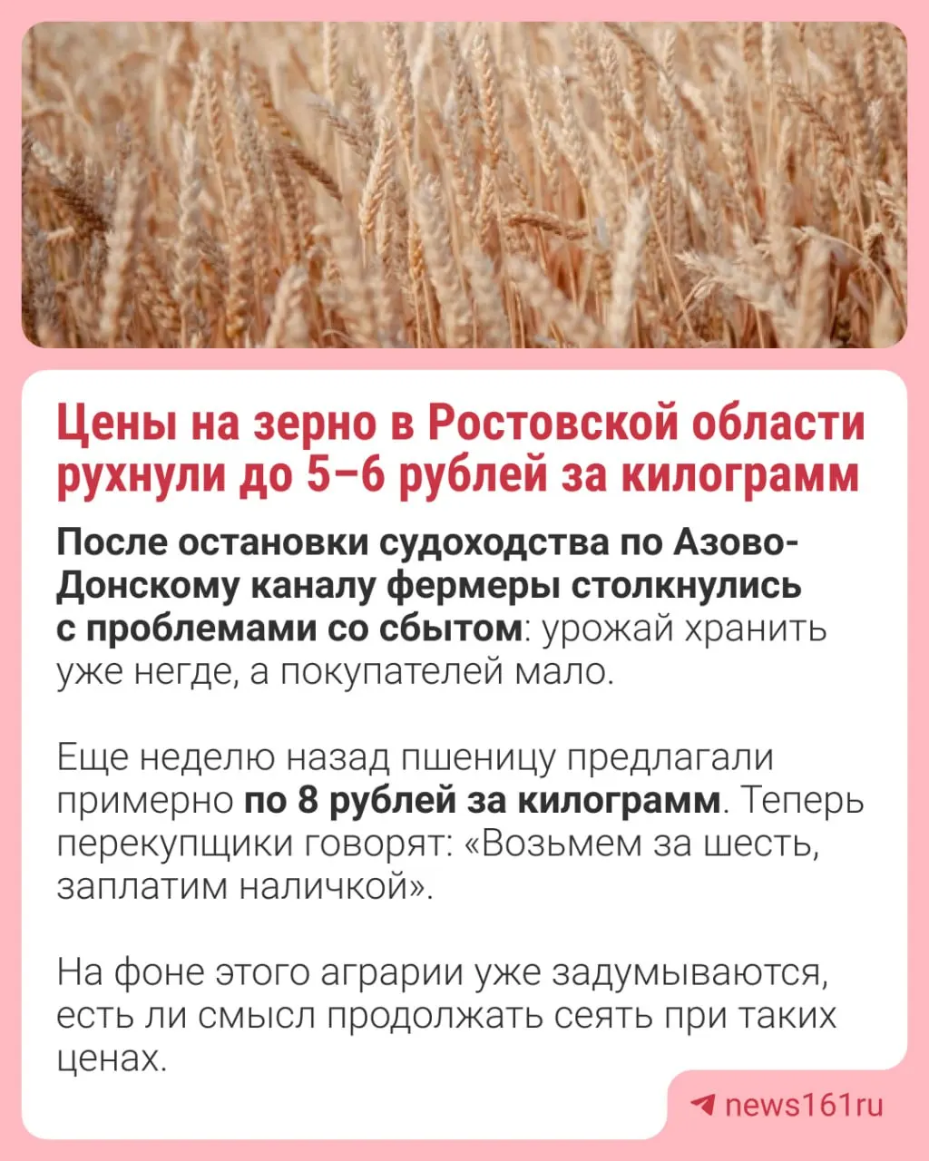 После недавних колебаний цен на зерно в регионе, текущая стоимость пшеницы составляет 5–6 рублей за килограмм; перекупщики платят наличными около 6 рублей, склады переполнены, и аграриям стоит подумать о дальнейших посевных планах.