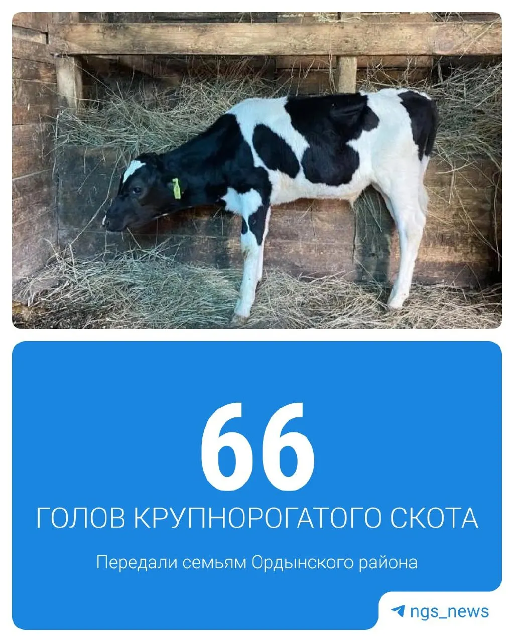 Власти запустили программу восстановления поголовья скота: животные переданы семьям в Ордынском районе, а владельцам обещана компенсация в 50% от стоимости новых животных.