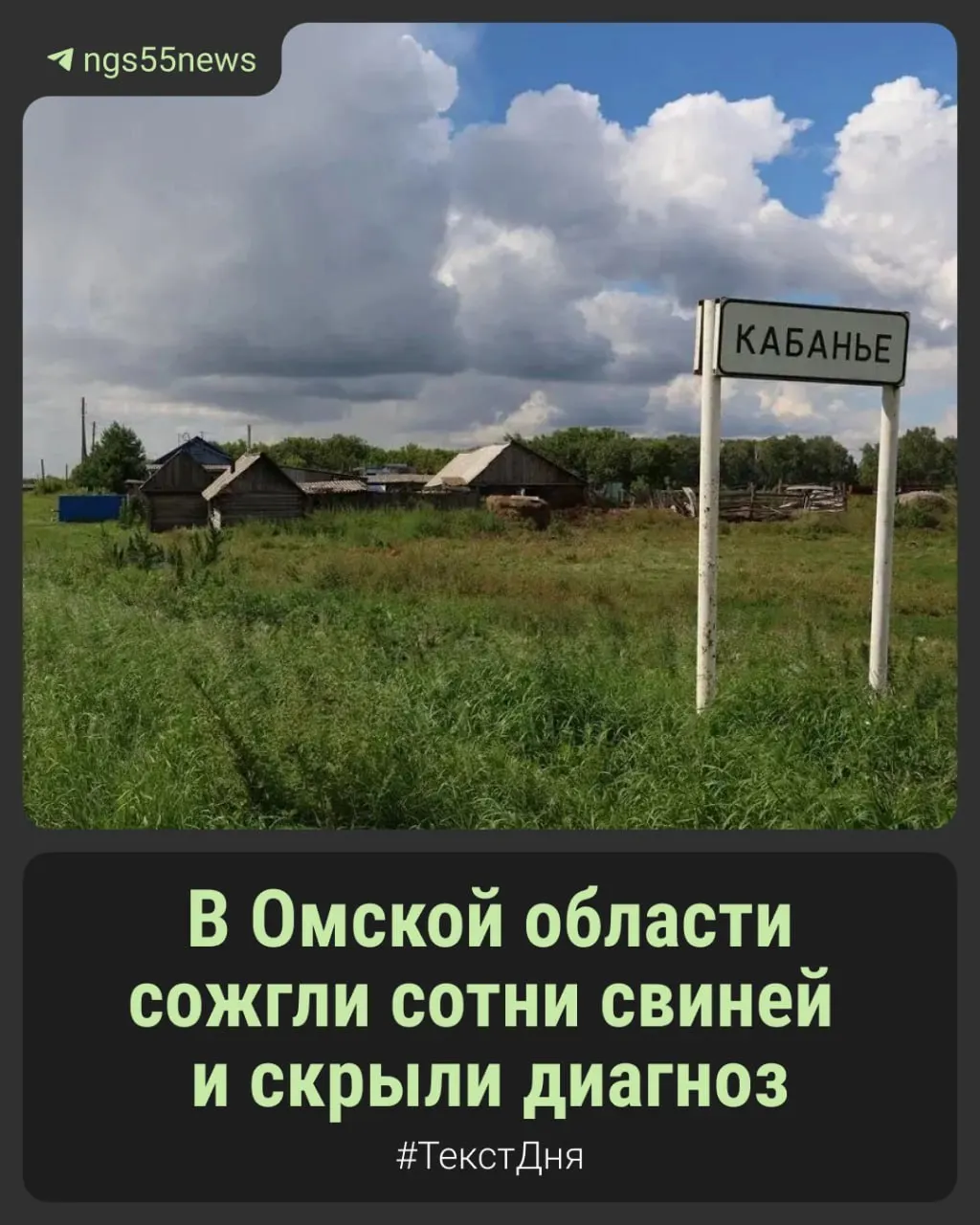 В Омской области зафиксирована опасная инфекция, угрожающая поголовью свиней; очаги зарегистрированы в 12 районах, власти не публикуют диагноз.