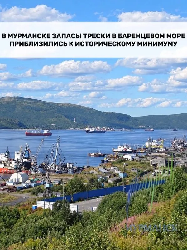 Сокращение запасов промысловой трески в Баренцовом море продолжает влиять на региональный промысел и экологическую ситуацию в регионе.