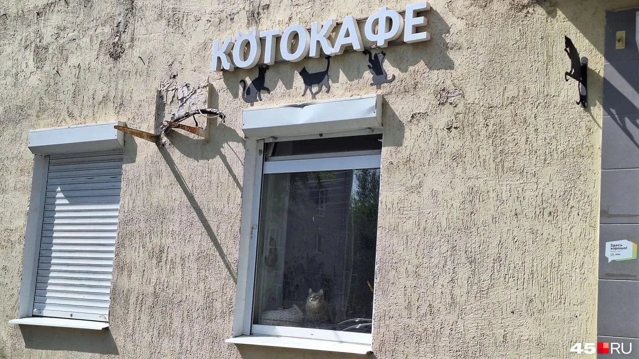 Хозяйка решила сменить сферу деятельности; кафе продаётся вместе с оборудованием. Посетители могут общаться с котами и забрать животных домой.