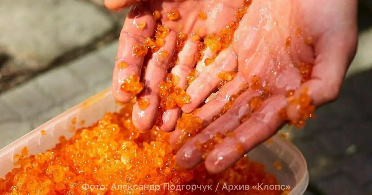 Полмиллиона икринок форели доставлены в Калининградскую область из Польши; яйца направят через Смоленск и Ростов.