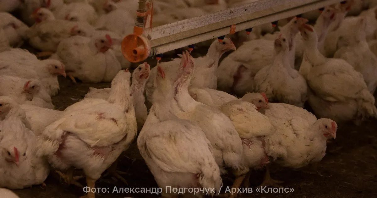 В августе цены на мясо птицы в России выросли значительно: курица подорожала на 15,8% до 263,6 рубля за килограмм, индейка — на 15,1% до 645 рублей за килограмм.