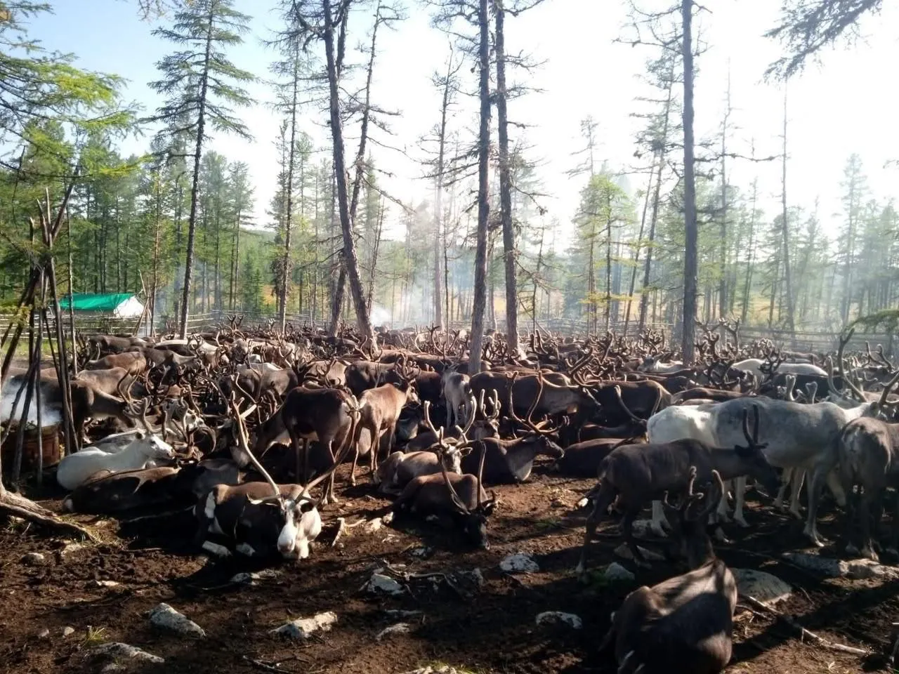 Стадо северных оленей общины Тяня проходит первую ветеринарную проверку перед потенциальной экспортной поставкой в Китай; точное число голов не раскрывается; проект финансируется местной компанией; ученые предупреждают об угрозах dla численности северных оленей из-за климатических изменений.