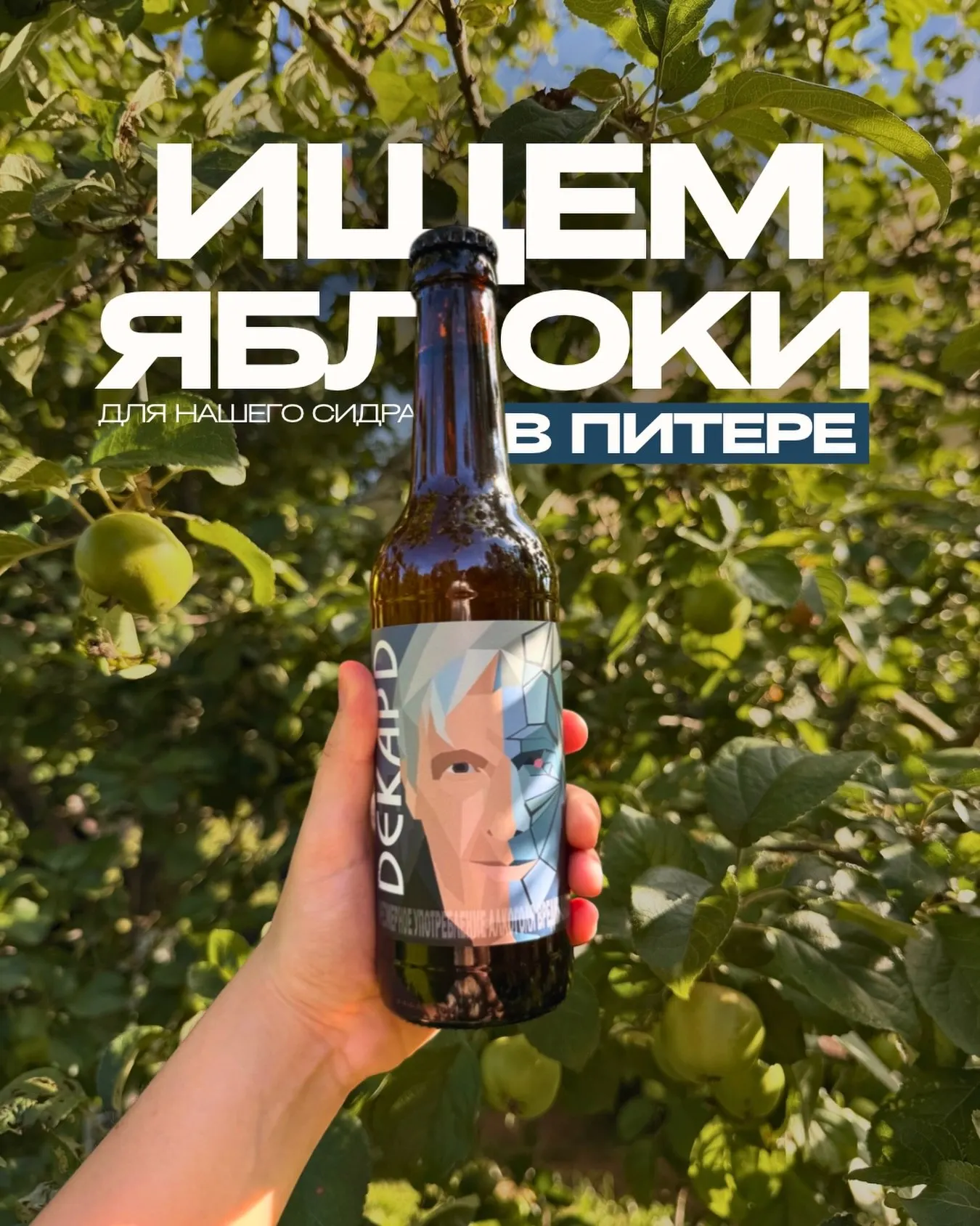 Сидрерия Gravity запускает акцию по сбору яблок в городе. Связаться можно через личные сообщения в соцсетях или подать заявку на помощь со сбором урожая; сбор проводится в указанных местах.