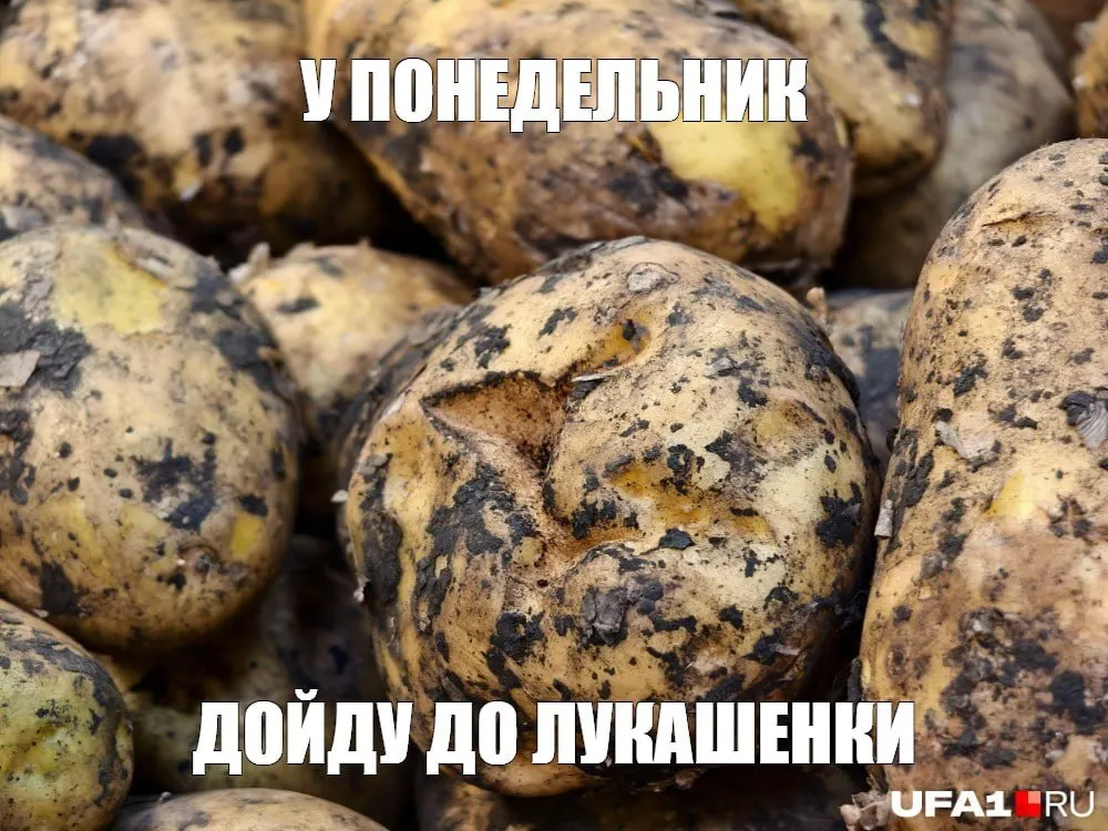 Росстат фиксирует рост цен на картофель к концу лета: до 59 рублей за килограмм, что на 35% выше прошлогоднего уровня. Рост себестоимости объясняется подорожанием топлива, удобрений, обслуживания техники и хранения.