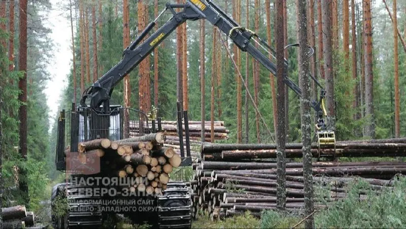 За первое полугодие 2026 года отрасль лесоводства и лесозаготовок в регионе снизилась на 6,8% среди организаций и на 12,2% среди ИП; усиливаются проблемы с логистикой и доступностью лесных ресурсов.