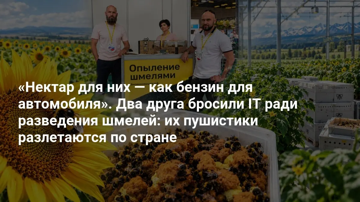 Уникальная история: двое программистов ушли из IT и занялись разведением шмелей, стараясь обеспечить опыление по всей стране.