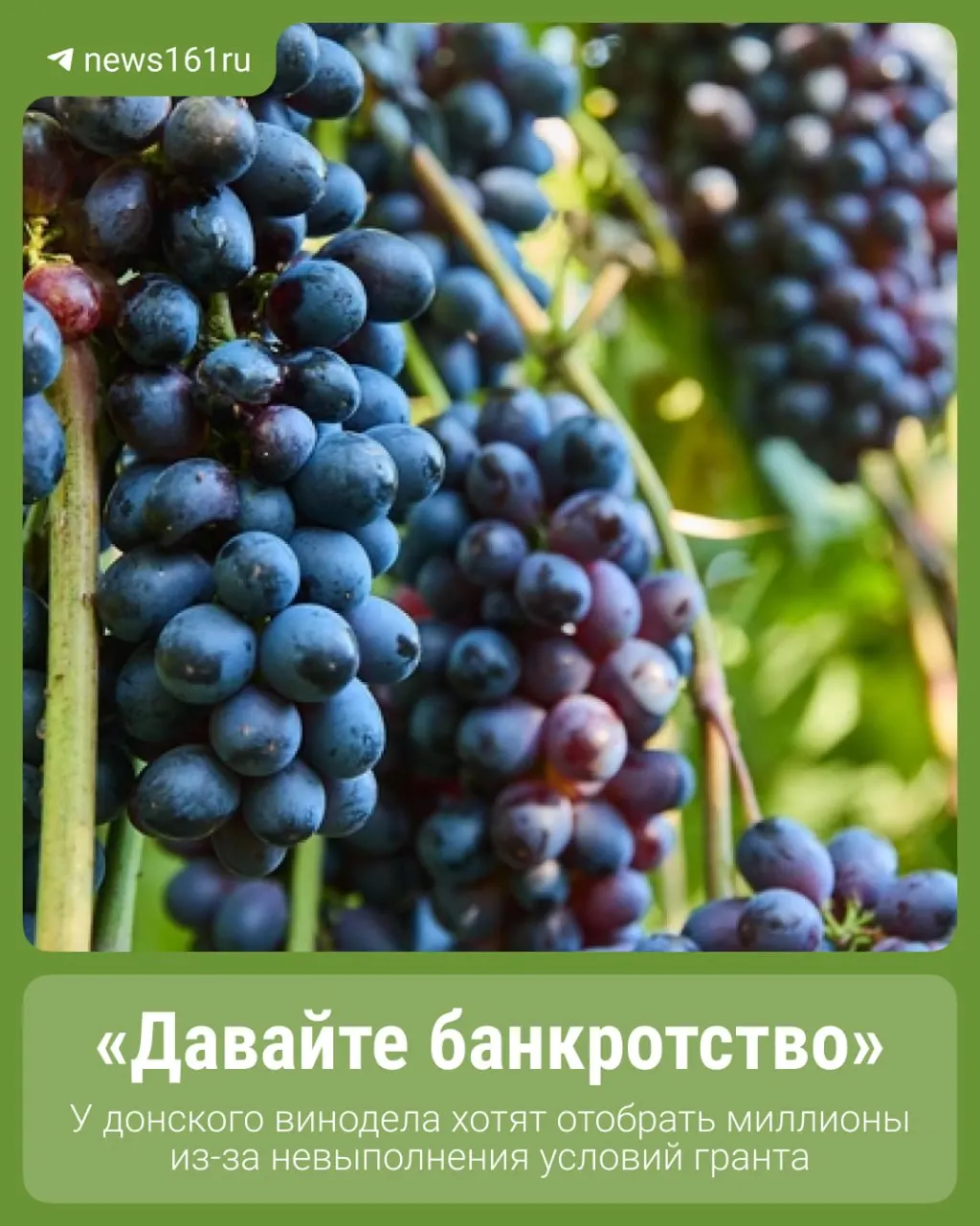 Владелец винодельни оспаривает возврат гранта, поясняя, что планы по доходам нарушились из‑за ЧС, засухи и потери урожая.