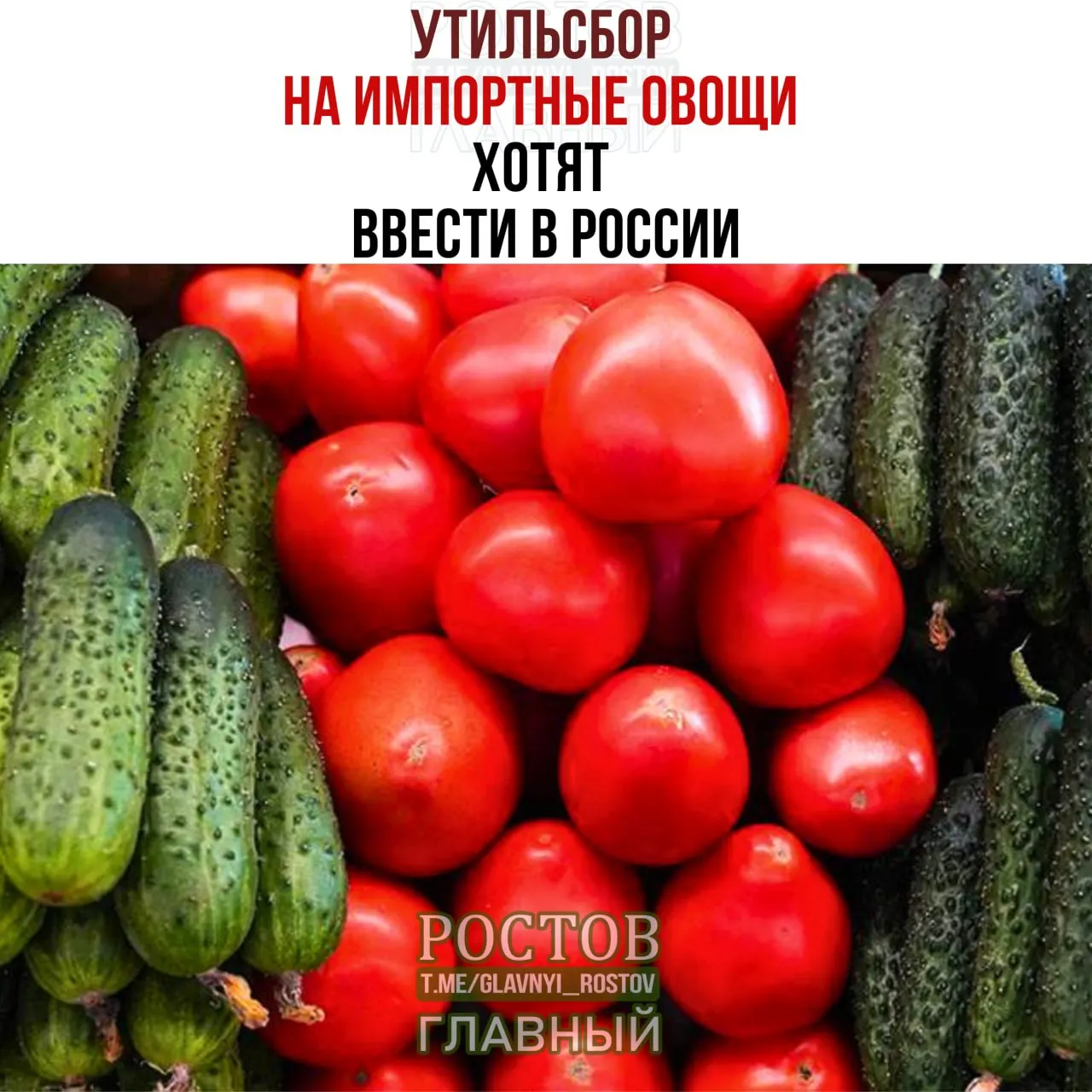 Производители томатов и огурцов предложили ввести заградительные пошлины на импорт, чтобы поддержать отечественные теплицы; возможны подорожания овощей.
