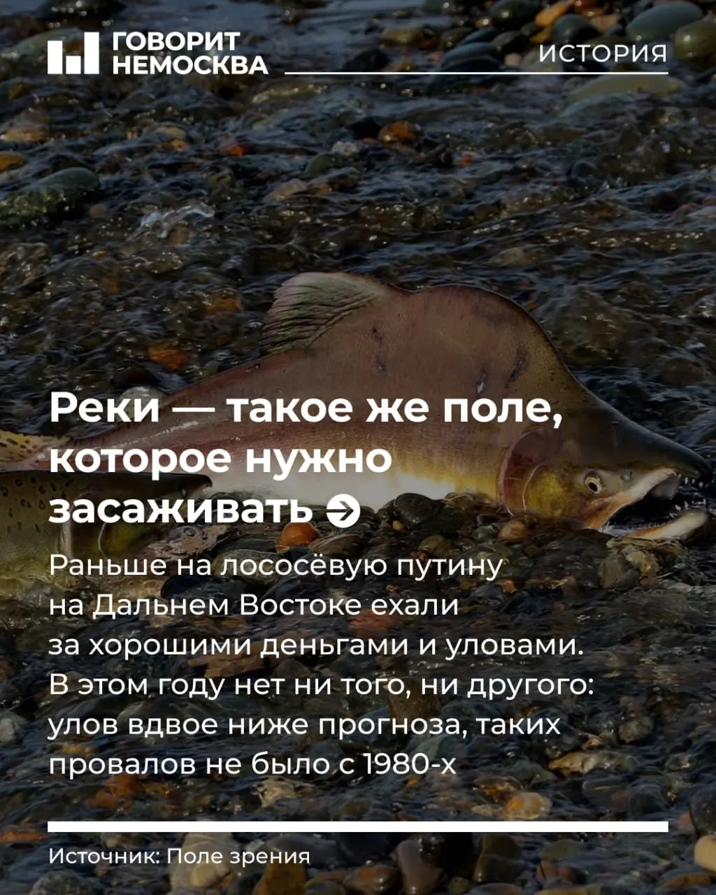 Рассказываем о резком снижении улова лосося, последствиях для работников и покупателей и причинах происходящего.