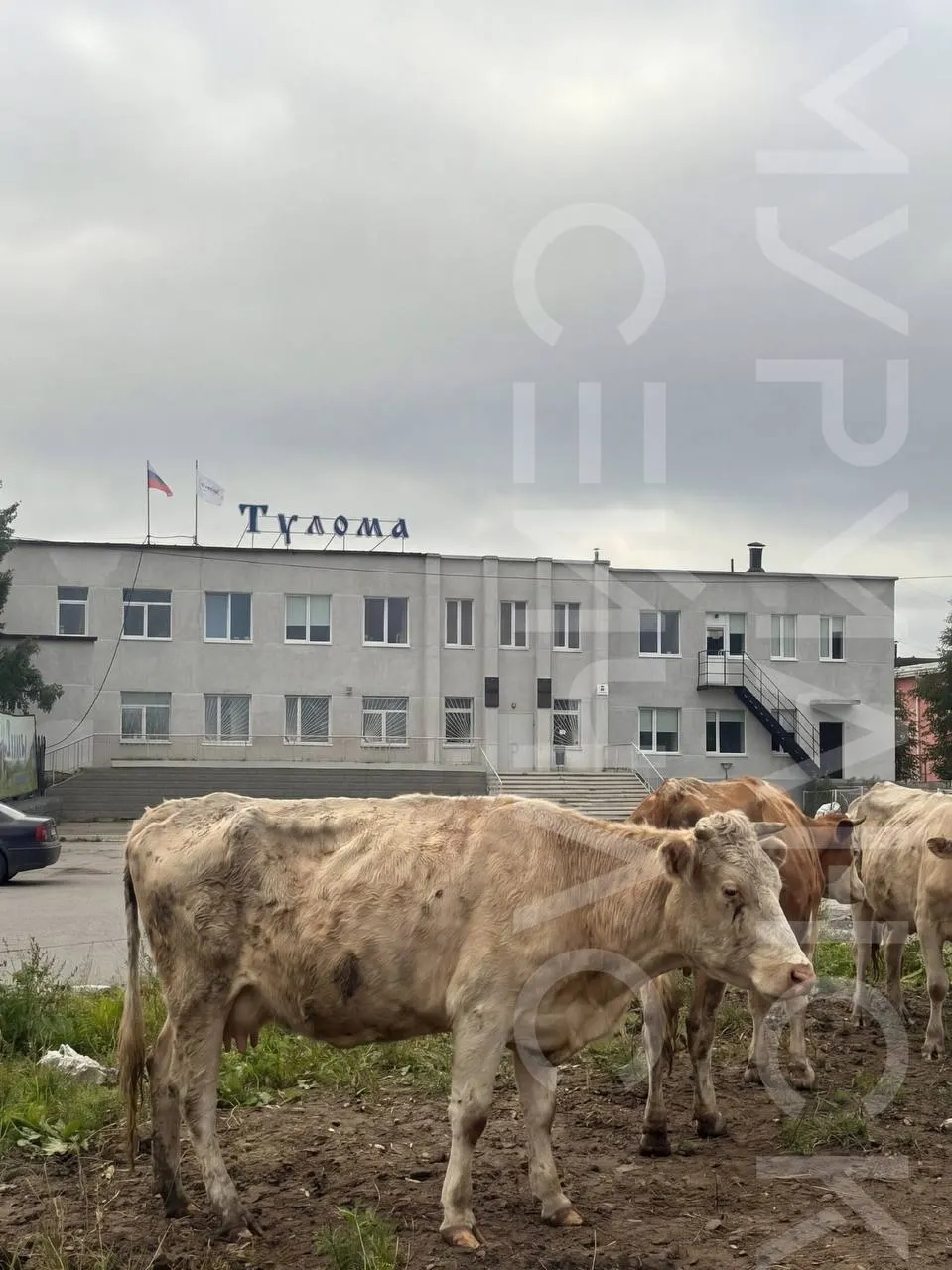 Коллектив выступил против кандидатуры Александра Ильина, ссылаясь на прошлые места работы и спорные эпизоды. Материал освещает кризис в хозяйстве и требования коллективного контроля за назначением.
