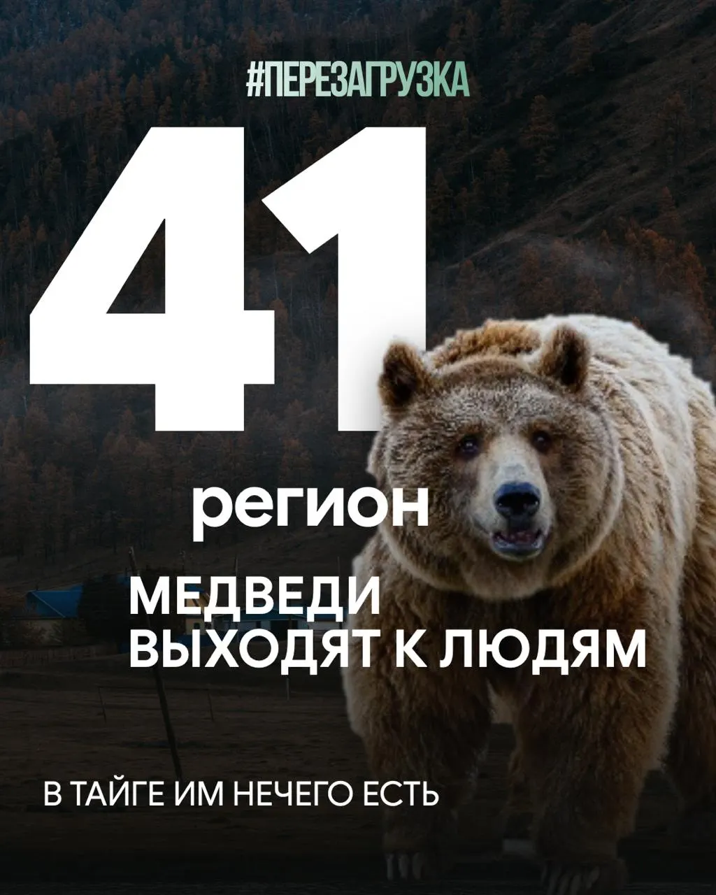 В регионе фиксируются случаи приближения медведей к населённым пунктам, гибель людей, а вместе с этим — тревога по поводу вырубки леса и экспорта древесины.